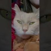 Лоракс Фрикаделька