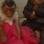 Шаху Арус Кайф