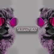 Minimal Techno Trippy Cat