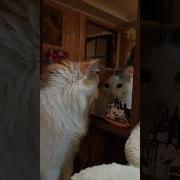 Я Ль На Свете Всех Милее