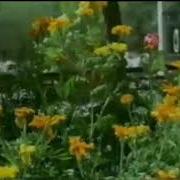 Давлатхудо Амрихудоев