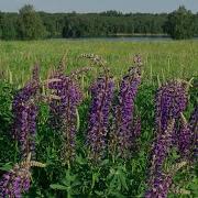 Невероятно Красивая Музыка Цветущие Луга