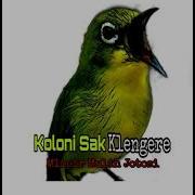 Masteran Pleci