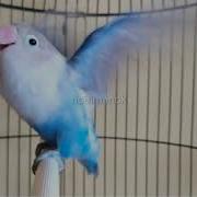 Suara Lovebird 1 Jam