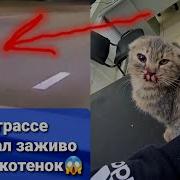 Котенка Сбила Машина Потом Мы Нашли Второго