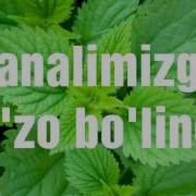 Nafas Qisganda Нафас Қисганда
