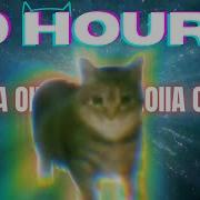Кот Уииаа 10 Часов