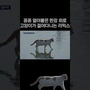 한강 고양이 리믹스 행복한피자빵