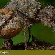 Научно Познавательные Фильмы