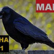 Манок На Ворону Звук
