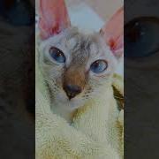 Я Твой Котик Сплю В Твоей Кроватке