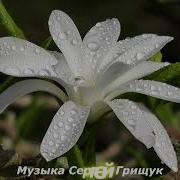 Летний Дождь Сергей Грищук