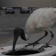 Ibis