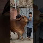 Qurbani