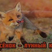 Лисёнок Лунный Кот