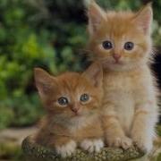 Cat Sound Effect Kitten Meowing
