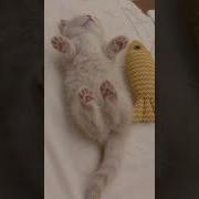 Храп Кота