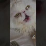 Почему Все Влюбляются В Лёшу
