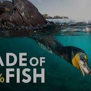 Cormorant Bird