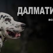 Далматин