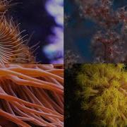 The Coral
