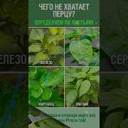 Листья Листья