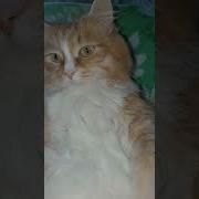 Давайте Знакомиться Не Надо Я Вас Боюсь
