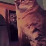 Кот С Потешка Бьет Другого Кота