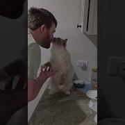 Purr