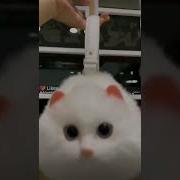 Ва Ва Вааааааааа