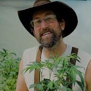 Weed Music