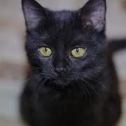 Кошик Алкошик