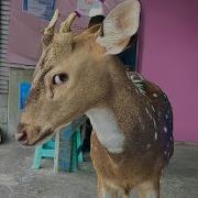 Amnimal