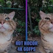 Кот Носок Оригинал