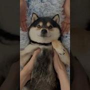 双人Asmr