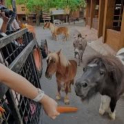 Anak Melihat Kuda Besar Kuda Putih Kuda Poni Kuda Mandi Kuda Makan