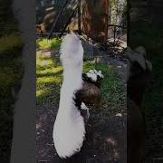 Bustard