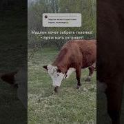 Мадлена