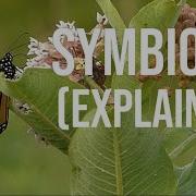 Symbiosis