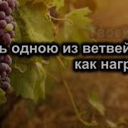 Изобильная Виноградная Лоза Минус