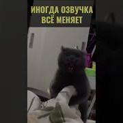 Озвучеи Для Котов