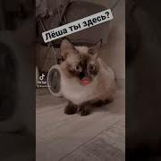 Лёша Ты Сдесь Прикол