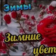 Классный Хит Зимние Цветы