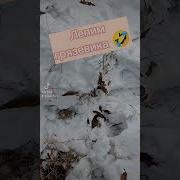 Лепили Грязевиков