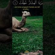 Surah Takwir