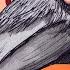 The Raven Animation Edgar Allan Poe