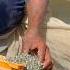 Catla Fish Seed Available Punjabisong Fishing Fishseed Fishhatchery Fishfarming