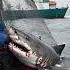 Shark Fishing At Sea Fishermen S Work Marine Fishing Fishermen S Operation Shark Catching
