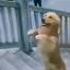 Like A Boss Trending Video Viral Memes Amazing Video People Are Awesome Respect Video