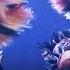 Macavity The Mystery Cat Part 1 Cats The Musical